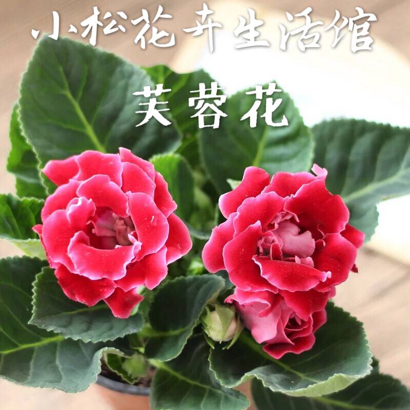 重瓣大岩桐芙蓉花富贵花四季开花室内阳台开花绿植不带花包邮