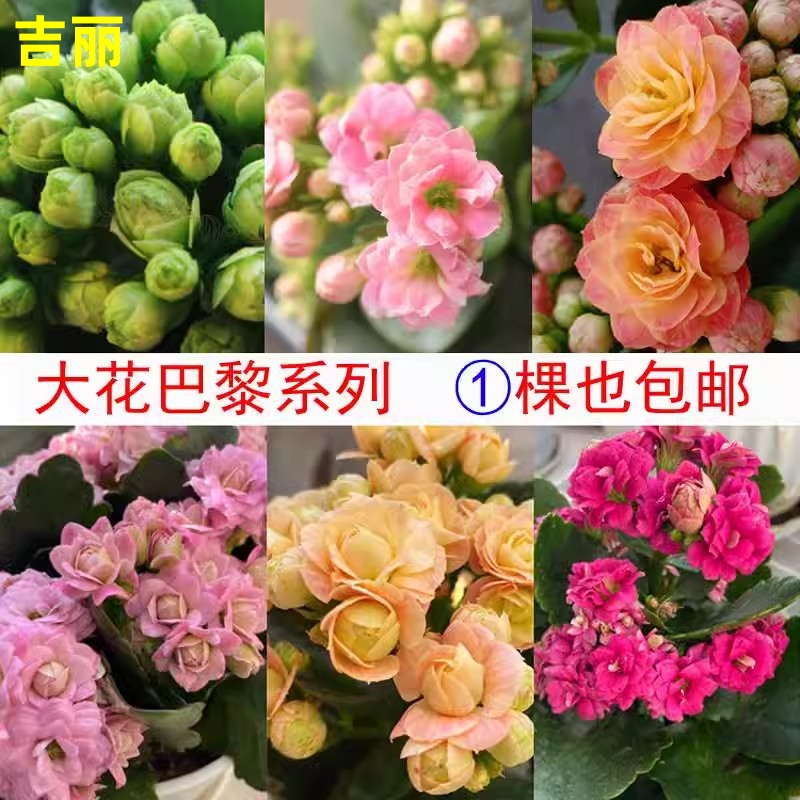 长寿花绿巴黎重瓣大花超萌植物清仓室内桌面阳台四季开花带花苞-封面