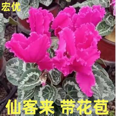 新品仙客来盆栽带花发货好养室内花卉四季花阳台室内盆栽观花植物