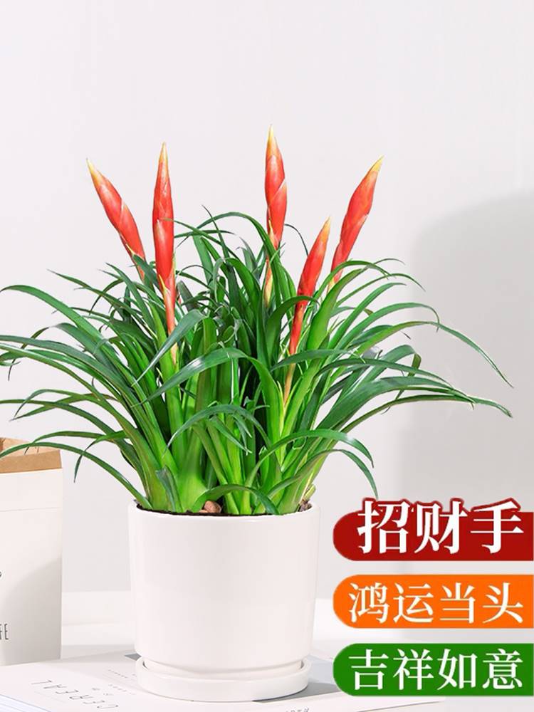 招财手盆栽植物小辣椒四季花卉鸿运当头室内桌面阳台盆景好养绿植
