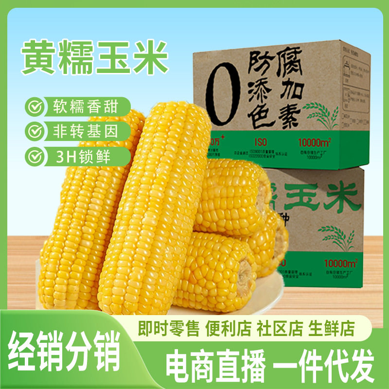 东北糯玉米8支甜糯玉米棒早餐代餐黄糯玉米新鲜玉米粒