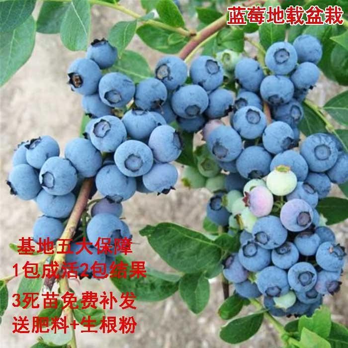 蓝莓苗盆栽地栽特大蓝莓果树苗南方北方种植阳台庭院