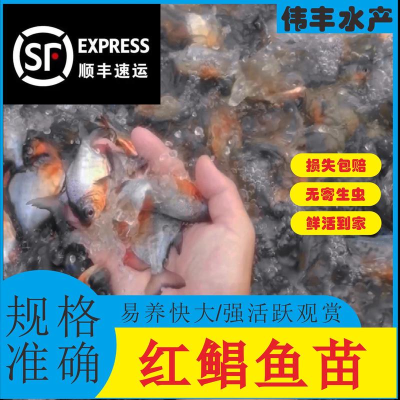 鲳鱼苗观赏鱼淡水养殖红鲳鱼食用仓鱼苗肉食凶猛活体小鱼白鲳鱼苗