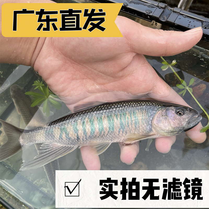 长鳍鱲异鱲群游鱼原生态淡水鱼马口好养耐养不加温溪流冷水观赏鱼