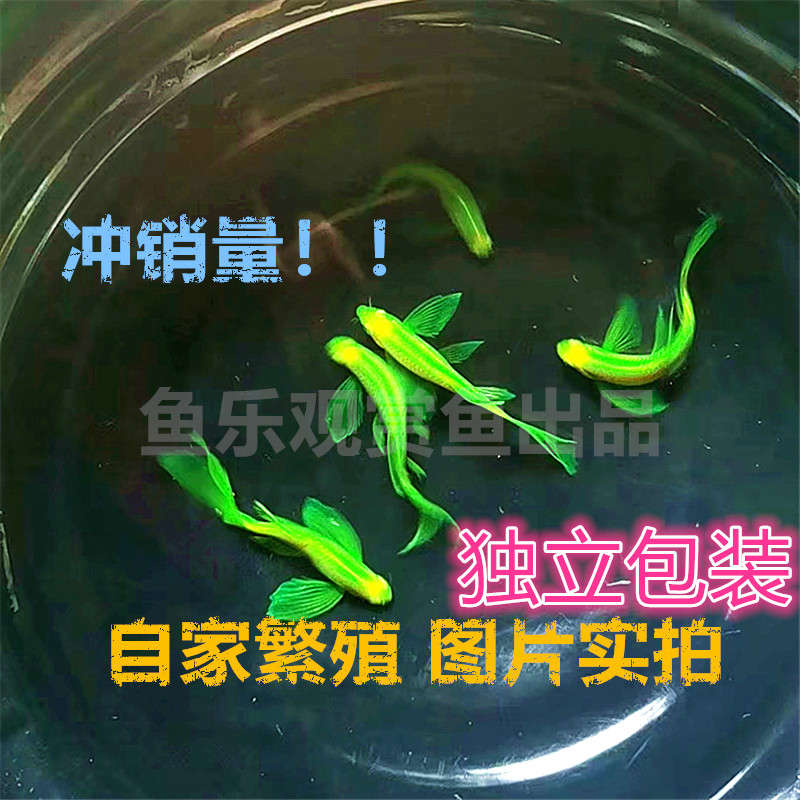 长鳍斑马鱼绿翡翠鱼蓝莓蝶翼蝶衣斑马鱼长尾小型灯科鱼观赏鱼淡水