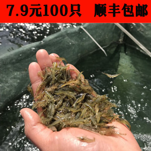 黑壳虾除藻淡水活体宠物水草虾清洁饲料工具鱼缸小草缸造景观赏虾