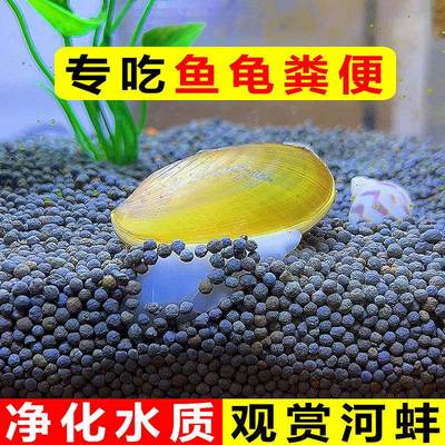 鱼缸专吃鱼屎粪便活体冷水观赏淡水虾孔雀热带鱼水族清理清道夫鱼