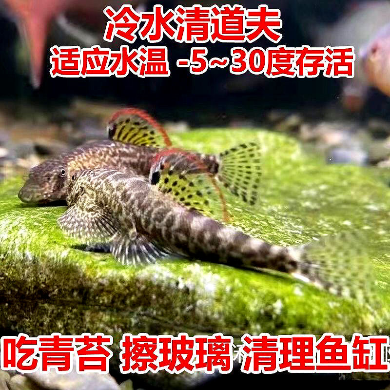 清道夫观赏鱼麦氏吸鳅爬岩鳅琵琶鱼淡水冷水除藻缸壁清洁鱼工具鱼-封面