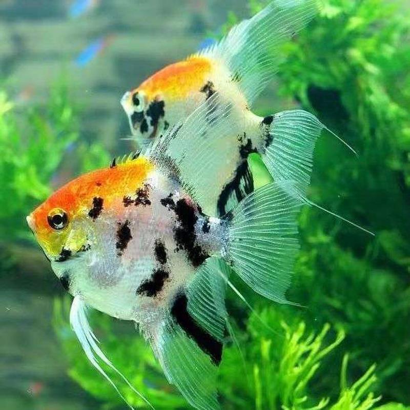 熊猫三色神仙鱼燕鱼红魔鬼大红袍伊莎贝尔燕鱼热带鱼观赏鱼