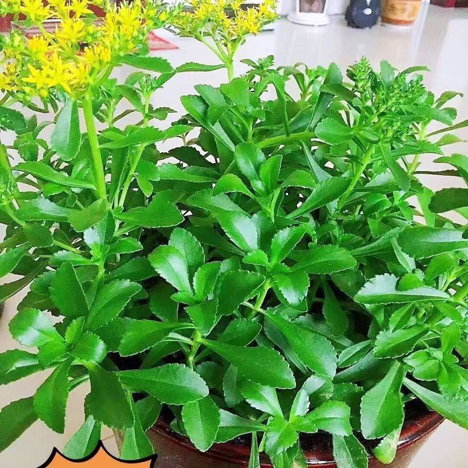 高钙救心菜景天三七草食用四季盆栽绿植驱蚊云南白药冬天耐寒耐旱