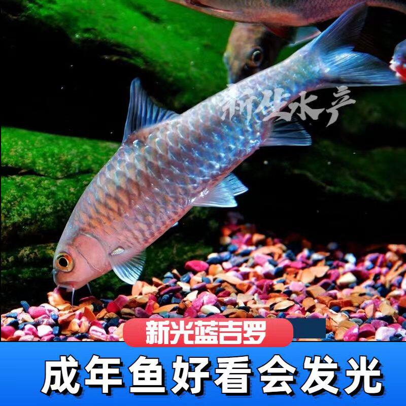 吉罗鱼泰国蓝金吉罗鱼青竹鲤凤仙子倒刺鲃竹鲃鲤青鲋鲤黄冠鱼绢鱼