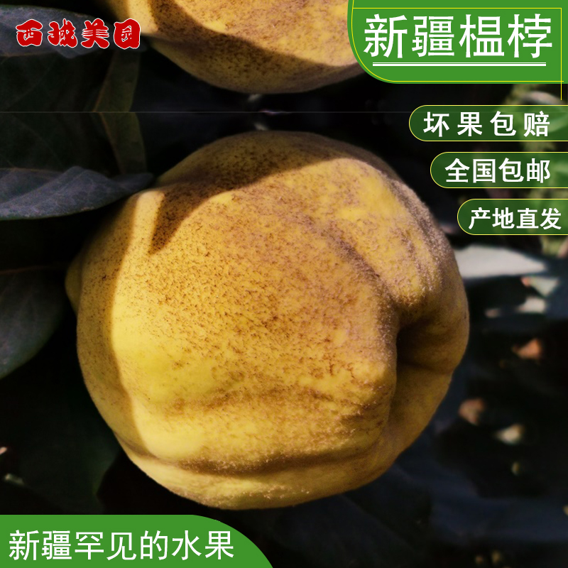 2024年新鲜榲桲3斤新疆特色温桲水果之皇万寿瓜榅桲 新疆木瓜鳄梨