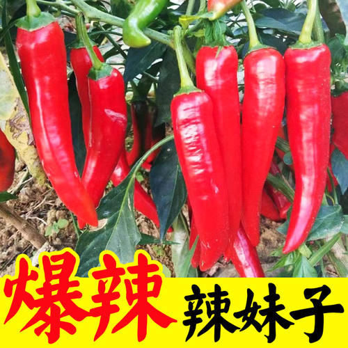辣妹子苗辣椒秧苗辣子幼苗尖椒线椒泡椒小米薄皮甜椒朝天椒种