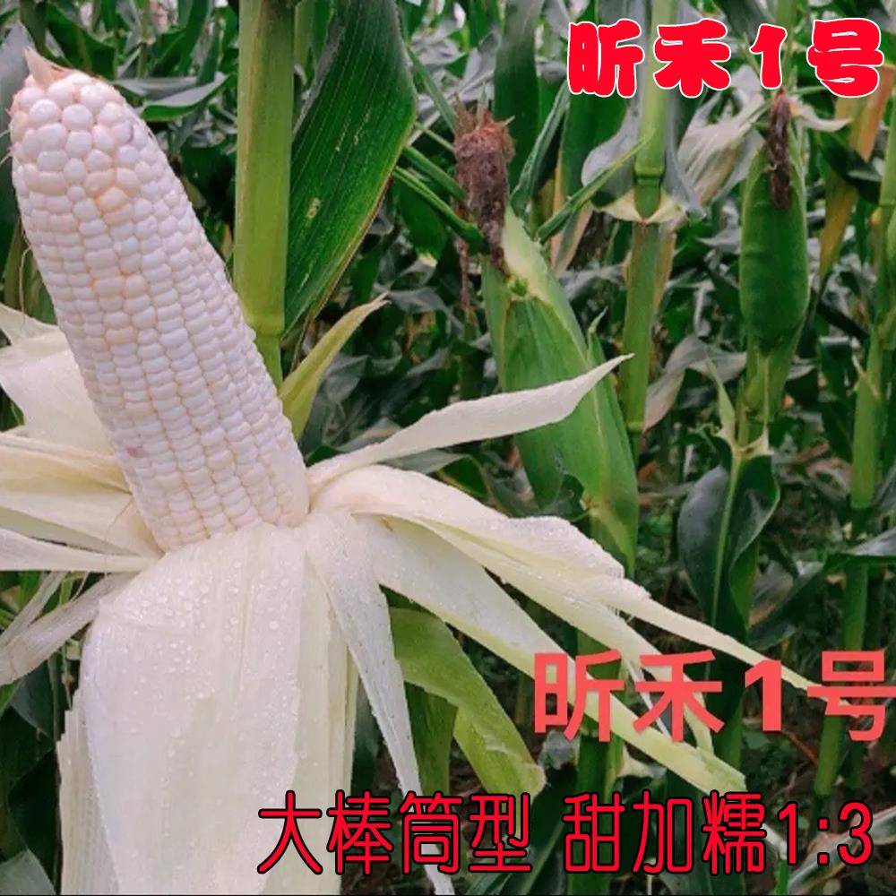 加甜糯玉米昕禾1号大筒棒耐热玉米种籽绵密香甜白糯玉米苞谷种孑