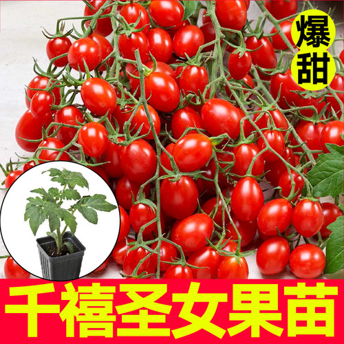 超甜爆汁千禧圣女果苗秧四季春秋高产蔬菜黄白樱桃番茄种子盆栽