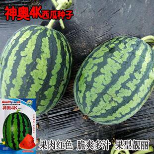 经典神奥4K西瓜种籽大棚基地种植杂交品种大果礼品西瓜种子耐贮运