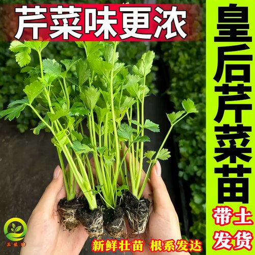 皇后西芹苗高产实心带根带土秧苗
