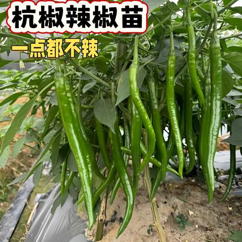 正宗香辣杭椒苗秧杭椒七号秧苗螺丝美人小米辣椒苗脆嫩四季带土球