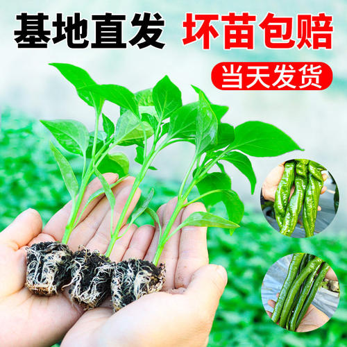 四季辣椒苗秧苗带土秋季盆栽阳台樟树港螺丝椒朝天椒小米二荆条种