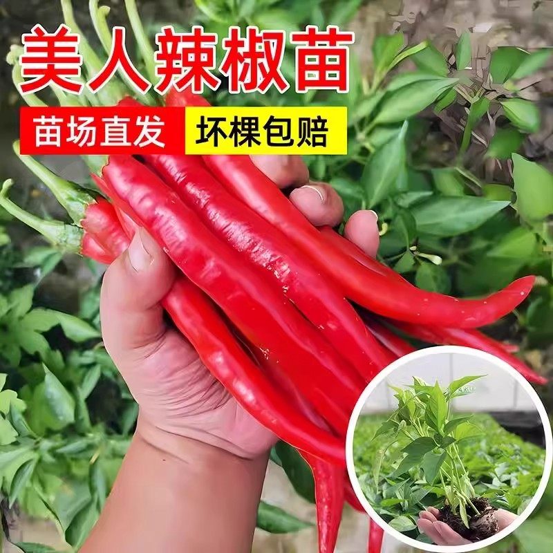美人椒苗秧苗四季高产美人辣椒树种苗/半成品盆栽