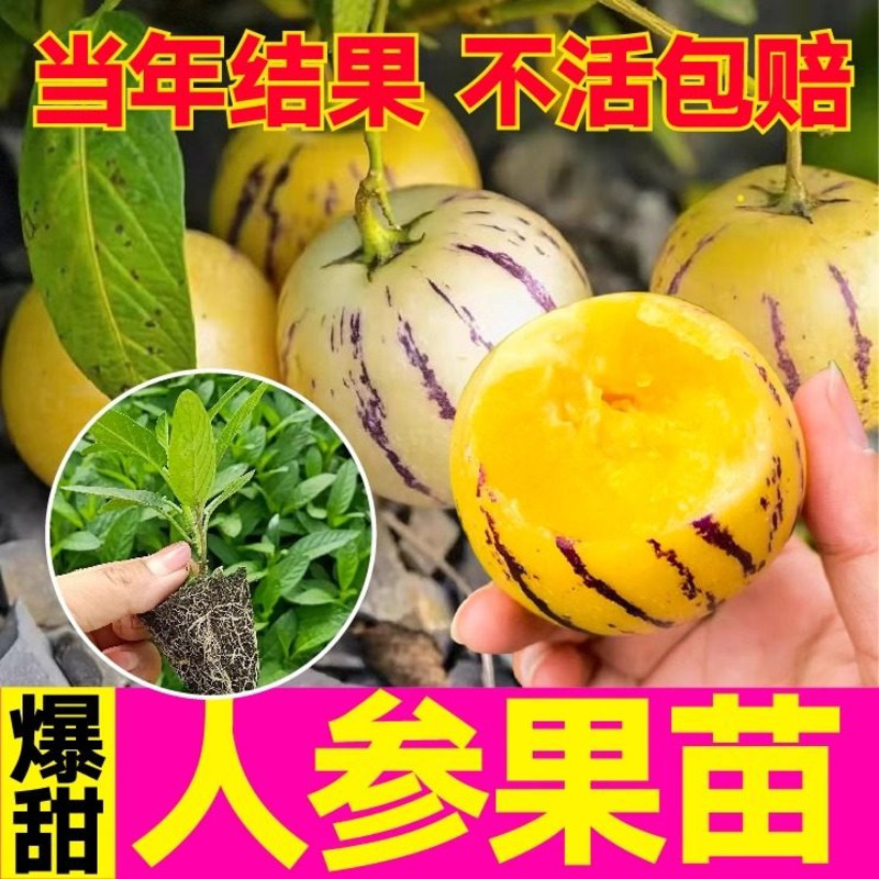 人参果树苗盆栽人生果苗菜苗水果种苗/半成品盆栽