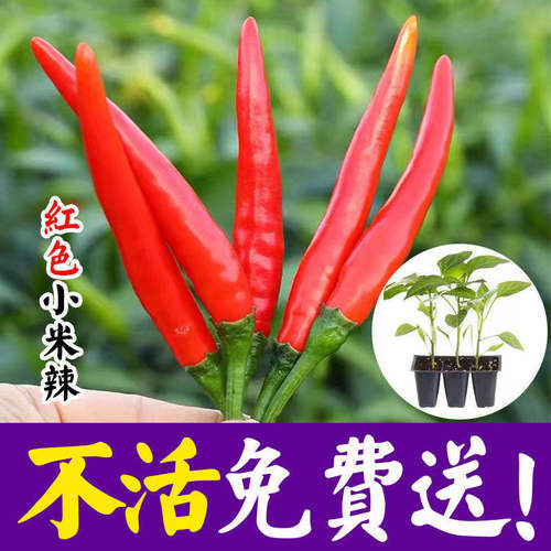 四季小米椒种籽小米辣种子苗朝天辣椒超辣蔬菜泡椒孑苗秧盆栽籽种