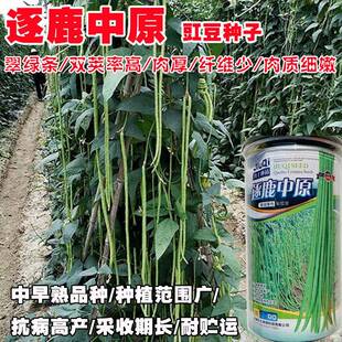 逐鹿中原翠绿豇豆种子抗病长豆角种子不鼓籽不易老化长长豆角种子
