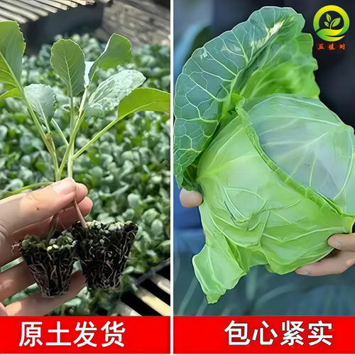 老品种高产绿甘蓝苗包心菜苗耐寒