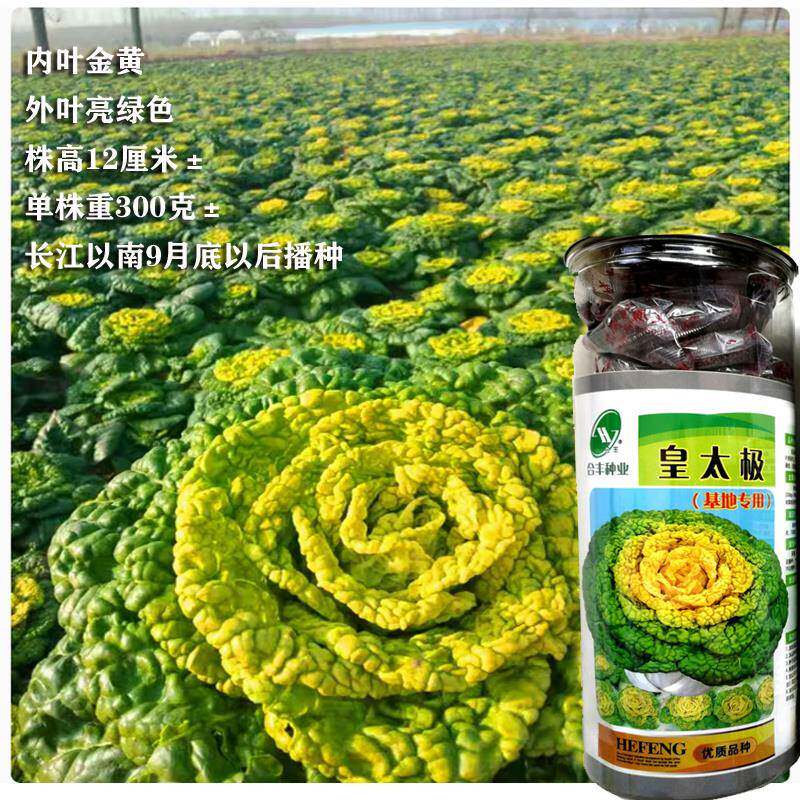 黄心乌塌菜种子菊花心芯耐寒白菜种籽春秋季阳台盆栽四季蔬菜种孑