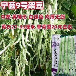白架豆种子无筋无柴白绿色荚长肉厚无筋好搭架豆角种子四季播种