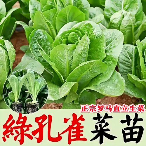 孔雀菜苗孔雀幼苗罗马直立生菜苗阳台盆栽沙拉菜苗沙拉孔雀菜苗
