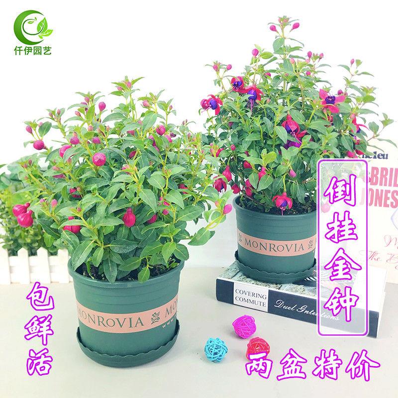 倒挂金钟盆栽带花苞吊钟花苗重瓣灯笼花阳台窗台四季开花净化空气图片