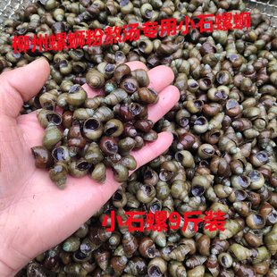活体石螺苗螺蛳粉专用螺鲜活小田螺 泥螺清水螺蛳淡水螺蛳苗活体