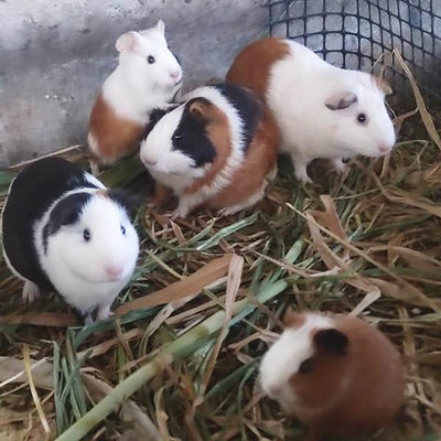 荷兰猪活体荷兰猪活物荷兰猪宠物豚鼠活体豚鼠活物荷兰兔活体幼崽