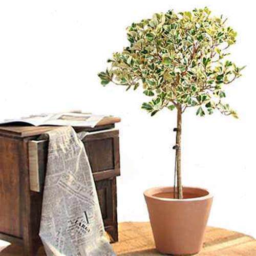 花叶榕垂叶榕树老桩网红绿色植物室内客厅办公室大型落地盆栽绿o