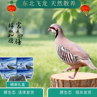 飞龙鹧鸪鸟嘎嘎鸡高品质活体/现杀发货年货礼盒时令滋补老幼孕妇