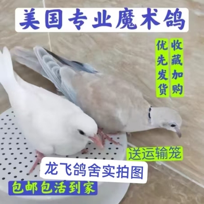 魔术鸽纯白浅灰台湾鸟种鸽青年鸽子活美国幼鸽崽活物观赏雏鸟深 