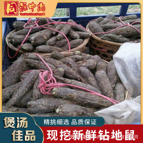 中尚 新鲜入地老鼠新鲜现挖白古首花 紫茉莉 农家场地鲜货