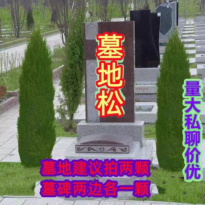 柏树苗坟前树墓前绿植坟头树坟地墓地松柏侧柏四季常青小塔柏宝塔图片