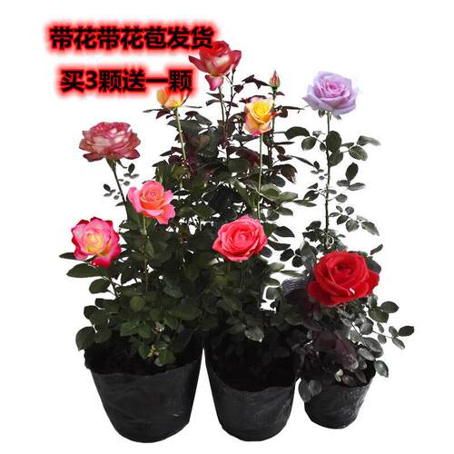 果汁阳台灌木月季大花玫瑰四季开花浓香花卉室内阳台盆栽带花苞花