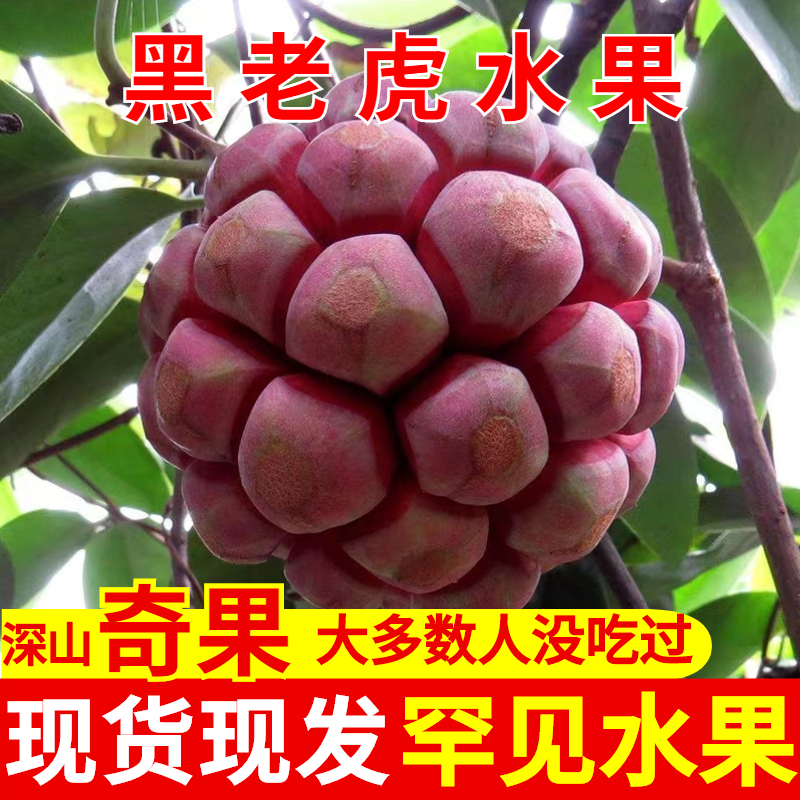 湘春宏美容长寿果黑老虎恶魔果实