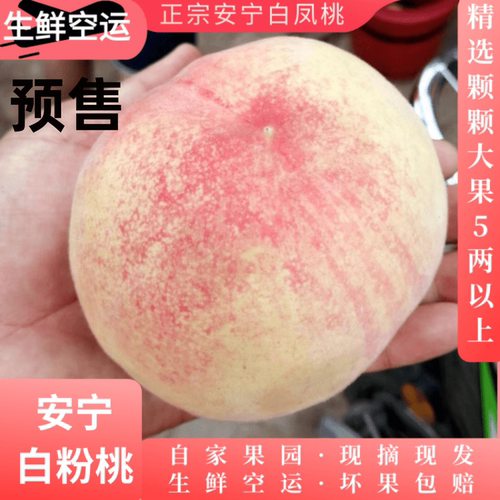 正宗兰州现摘安宁白凤桃水蜜桃鲜
