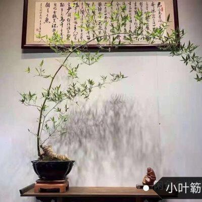 簕竹青皮簕竹小叶簕竹头文人雅士室内书房桩头带芽美观盆景素材