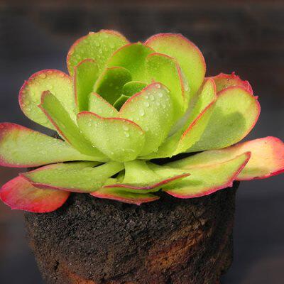 加州香炉盘 法师老桩庄手捧花多肉植物办公室内阳台盆栽绿植多肉