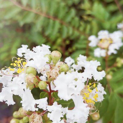 日本姬紫薇紫红花红花白花小老桩掌上微型盆景素材室内包邮