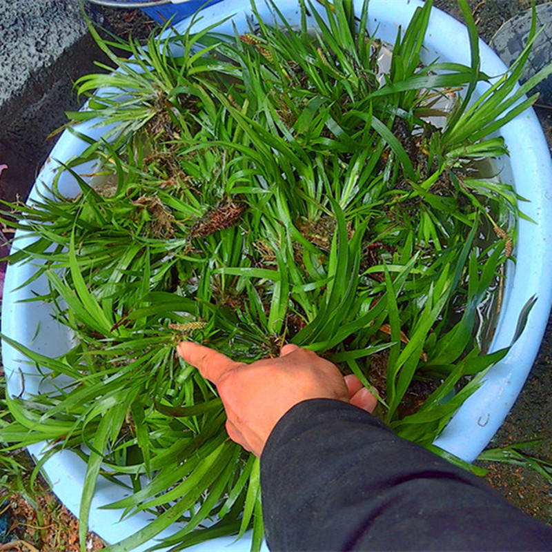 水培植物养鱼石菖蒲附石菖蒲微观绿植无土水培水中水里养的挺水