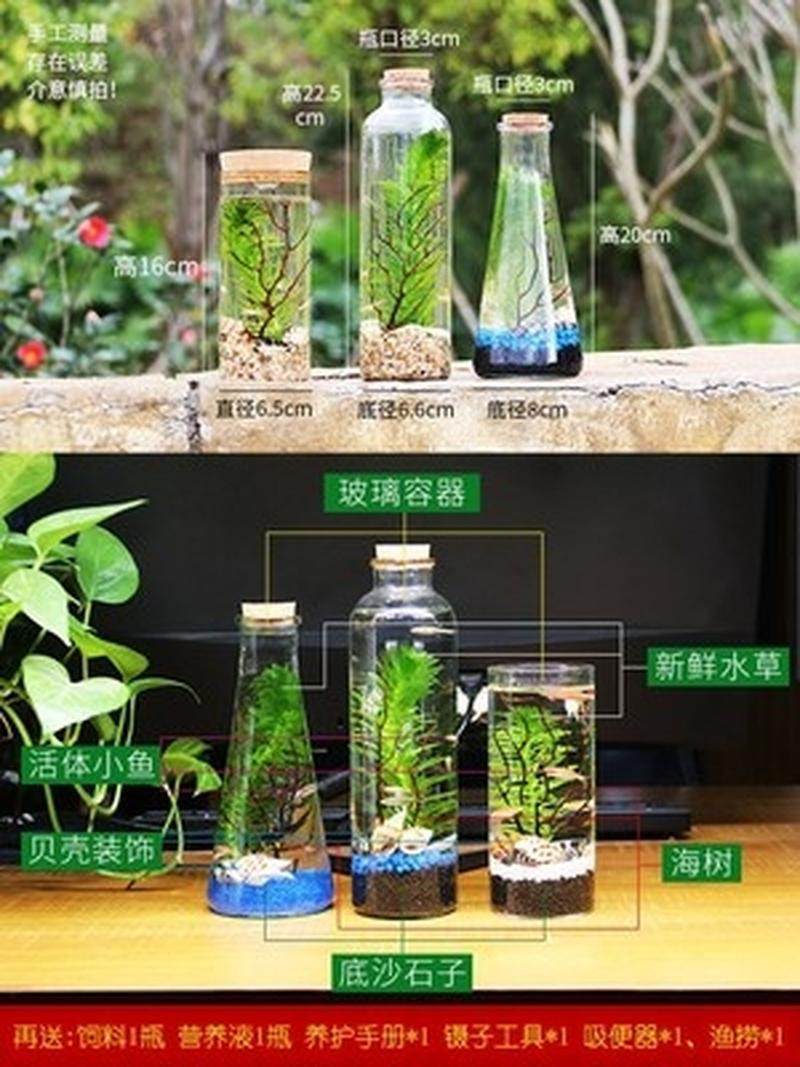 生态瓶科学用小鱼缸迷你缸办公桌桌面迷你微景观造景生创意缸