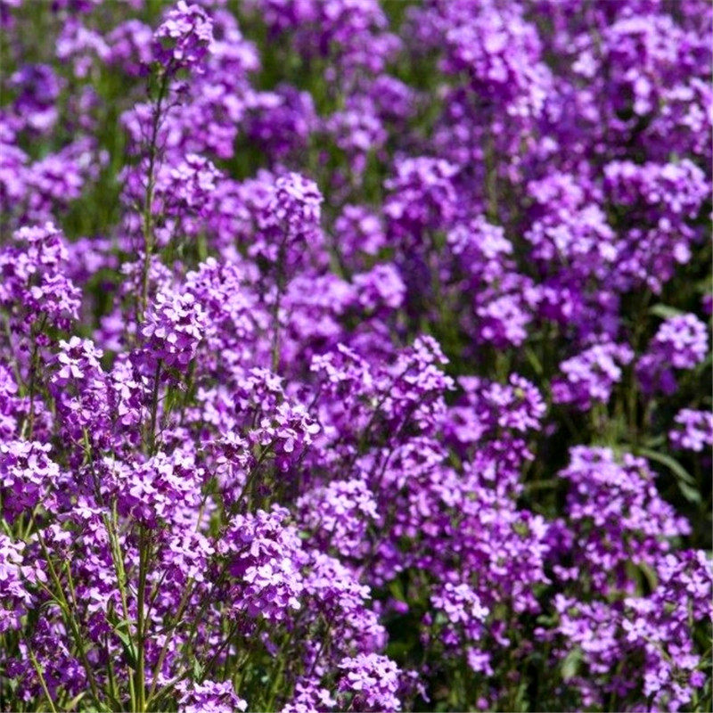 蓝香芥种子多季开花易种活的室内阳台绿植盆栽庭院花卉种子花籽