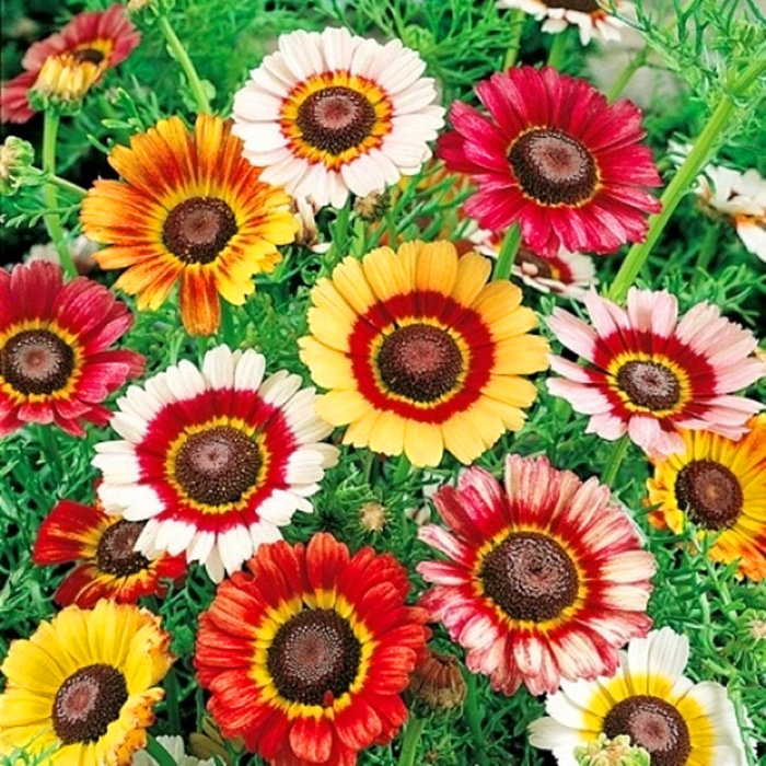 花坛庭院阳台盆栽花种子四季易种