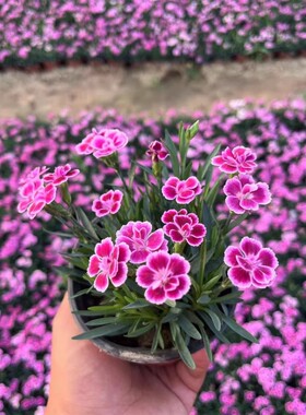 初吻石竹种子低矮草坪花耐寒耐旱庭院绿化四季开花常绿多年生植物
